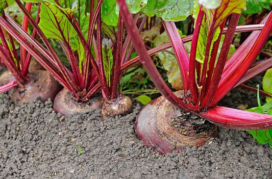 Gallbladder Diet - Phase 2 Downloadable Menu